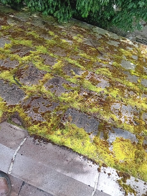mossy roff